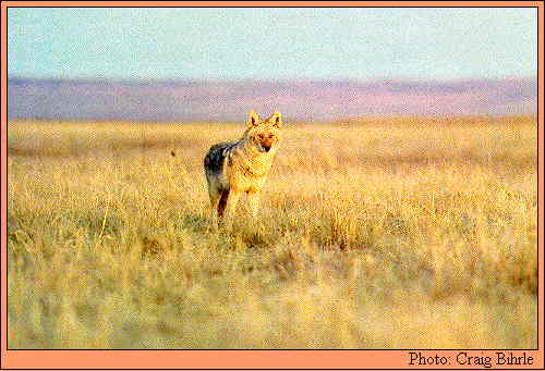 JPG -- Picture of a coyote.
